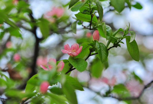 香红花