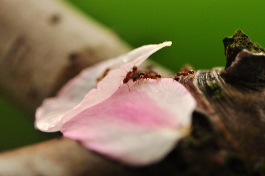 海棠花瓣和蚂蚁