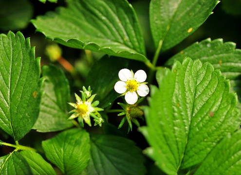 草莓小花