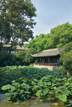 荷花池 高清园林摄影 武侯祠