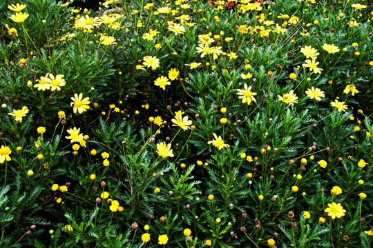 花 黄色小花 花海 菊花