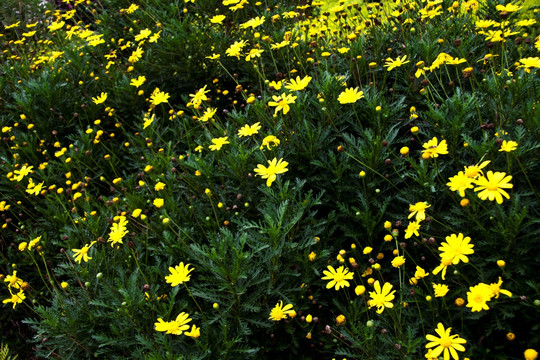 花 黄色小花 花海 菊花 花卉