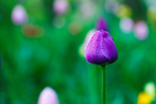 郁金香 花朵 植物 花卉 红花