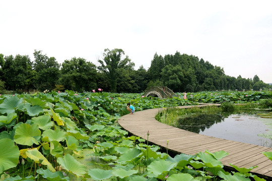 植物园风景