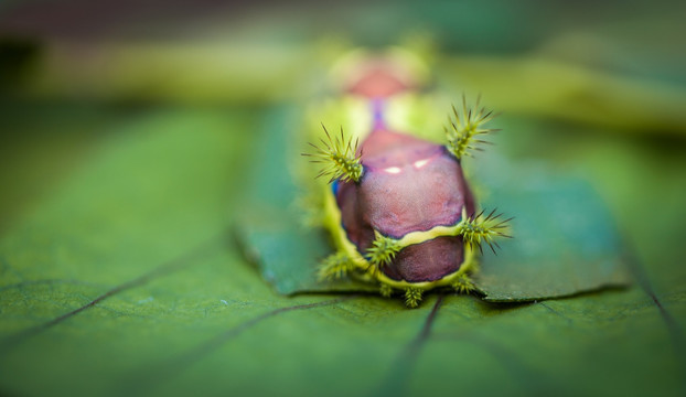 刺毛虫