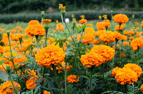 万寿菊花田