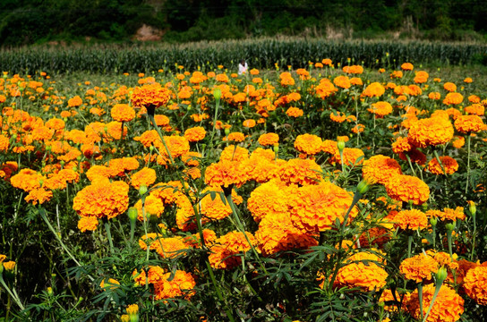 万寿菊花田