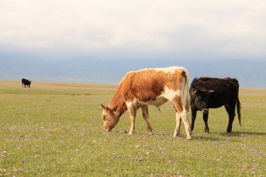 草原上悠闲的牛儿