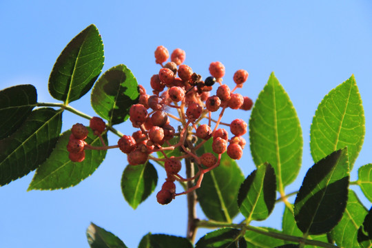 花椒