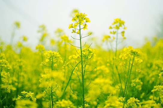 油菜花