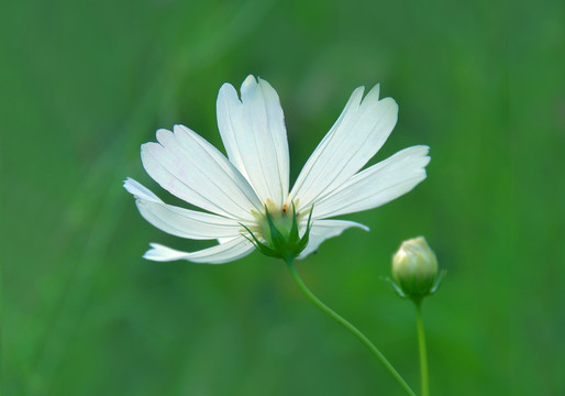 波斯菊