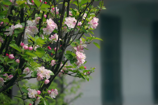 樱花 高清花卉摄影 樱花树