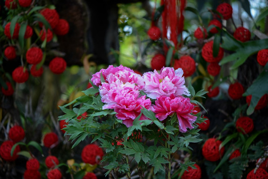 牡丹 节日花卉