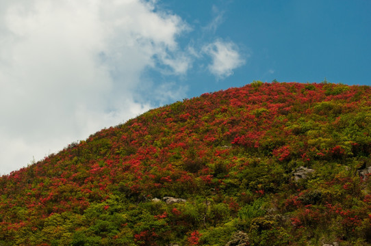 红杜鹃花开