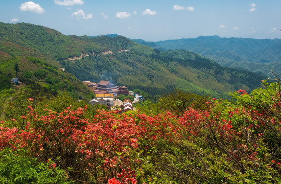 阳明山上红杜鹃