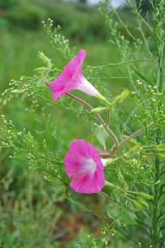 牵牛花