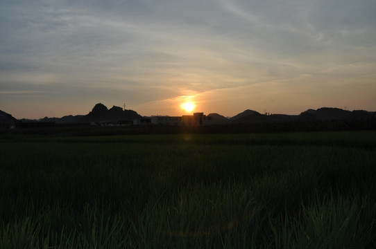 夕阳红