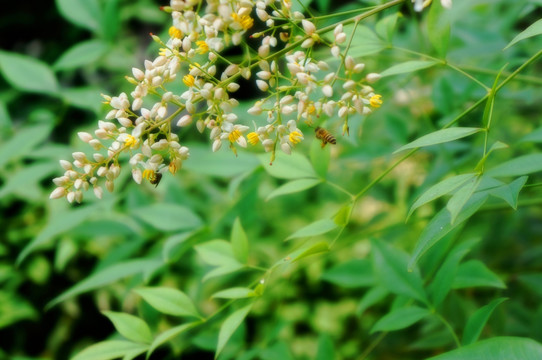 百花与蜜蜂