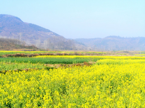 油菜花