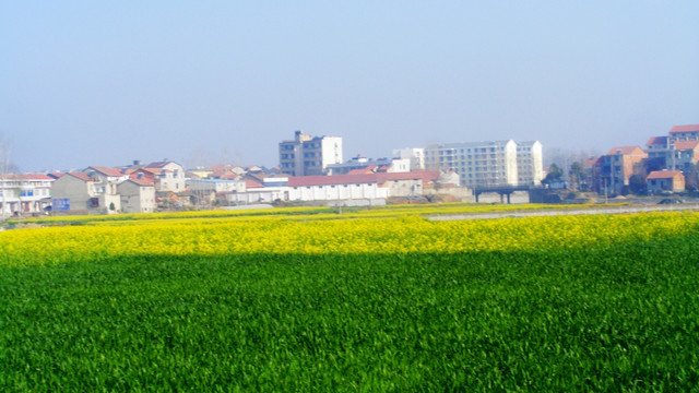 油菜花