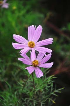 鲜花 粉色花