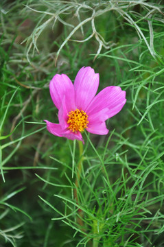 鲜花 粉色花