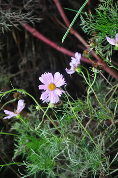 鲜花 紫花