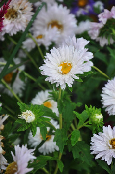 鲜花 太阳花