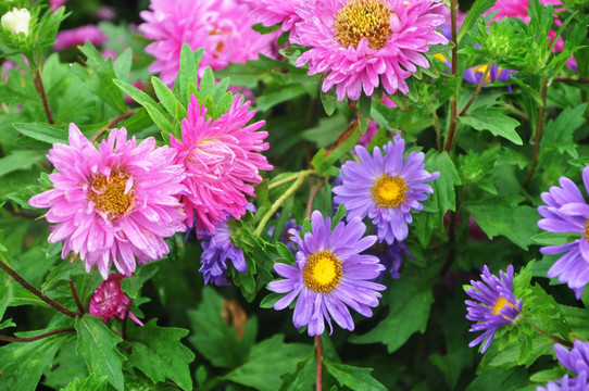 鲜花 太阳花