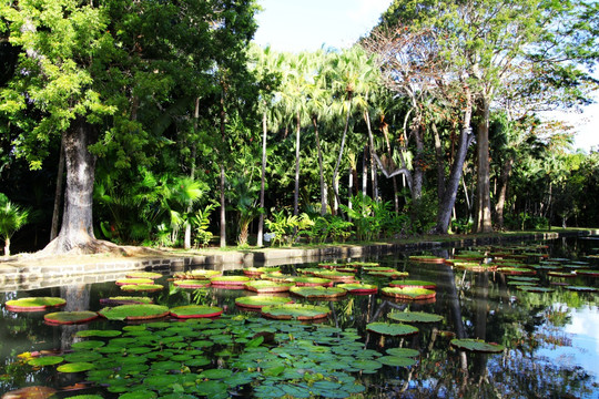 毛里求斯 植物园