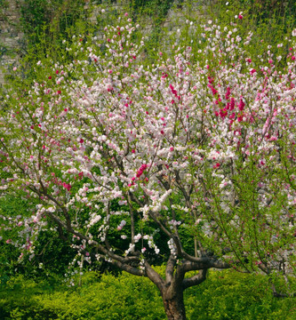 樱花树 高清花卉摄影 樱花