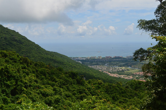 山海树