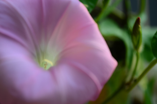 牵牛花 大花 进口花卉