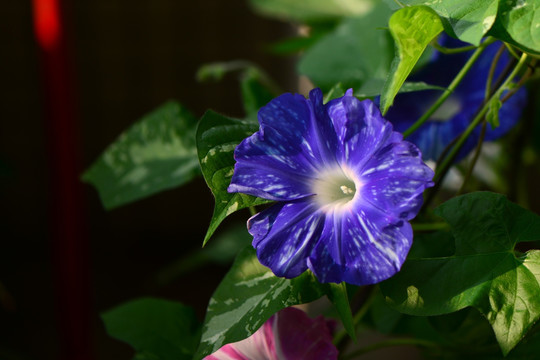 牵牛花 加茂川之溪流 进口花卉