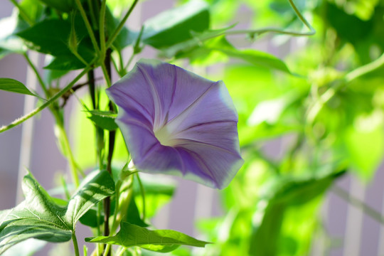 牵牛花 进口花卉 家庭园艺