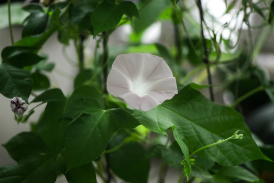 牵牛花 茶色 家庭园艺