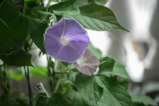 牵牛花 家庭园艺 双色