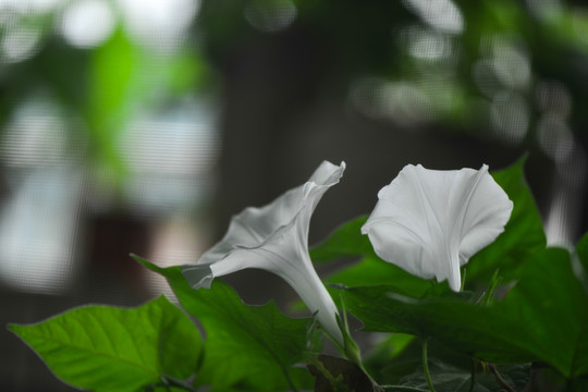 白花牵牛