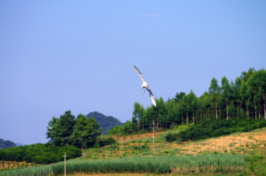 飞鸟