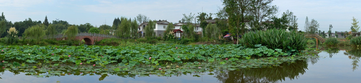 三道堰青杠树村池塘全景图