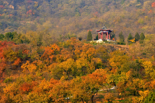 北京西山国家森林公园秋色
