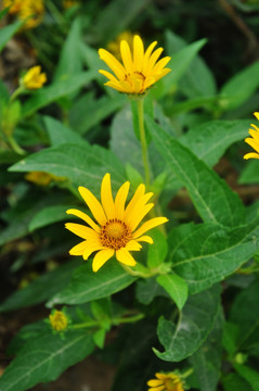 花 太阳花