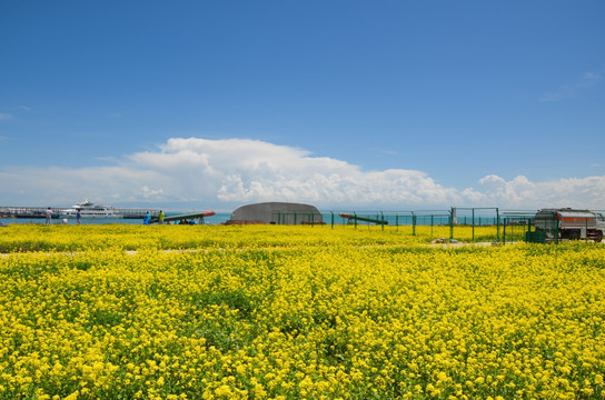 青海湖 油菜花