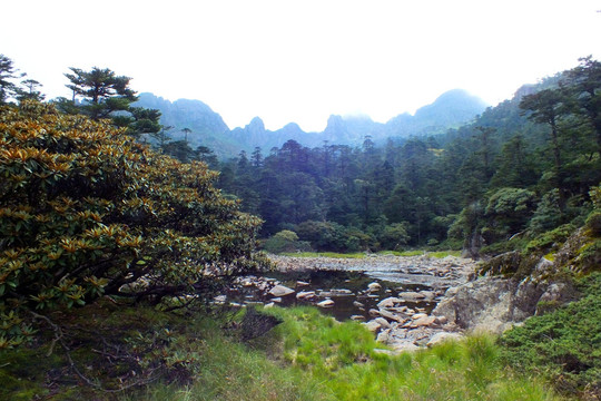 深山树木