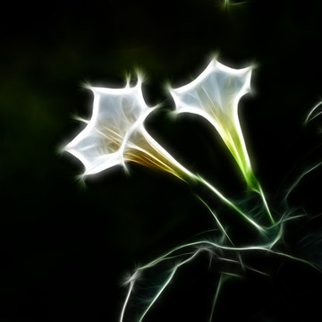 裝飾畫 花