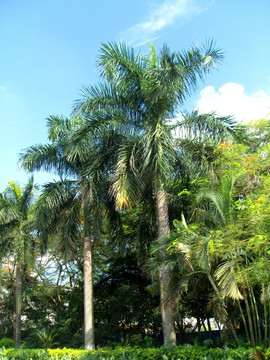 大王椰树
