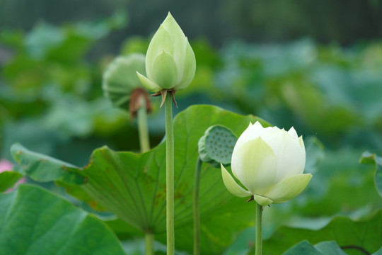 荷花花苞