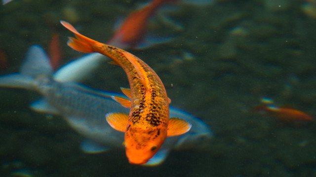 金鲤鱼