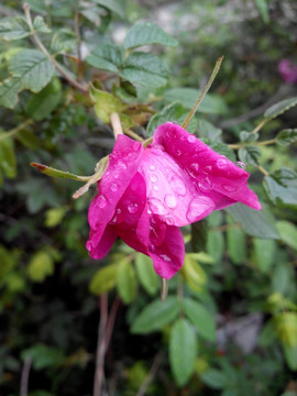 雨后的食用玫瑰花