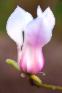 玉蘭花